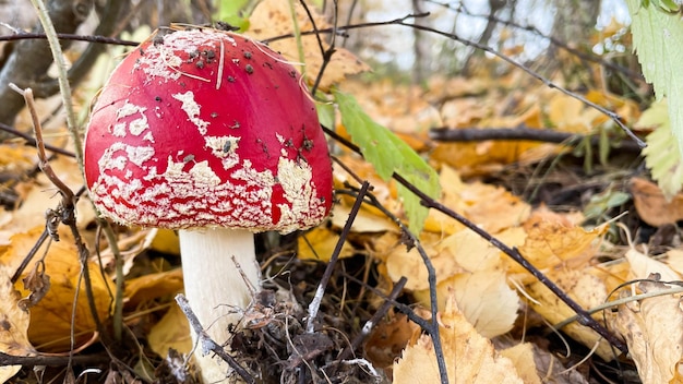 Champignons Amanita dans la forêt sur le fond de la forêt d'automne