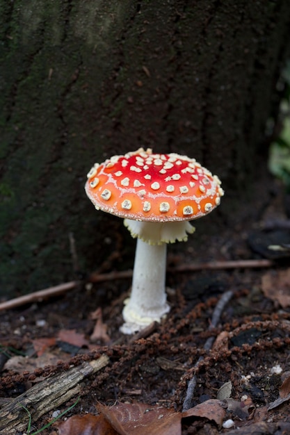 Champignons Amanita