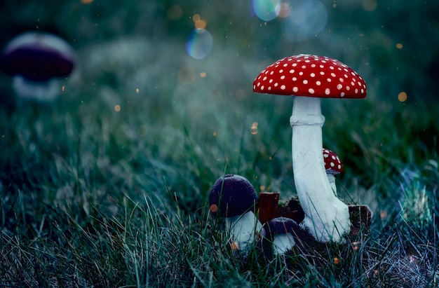 Les champignons amanites tue-mouches sont fabuleux Les champignons poussent dans une fabuleuse forêt mystique sombre