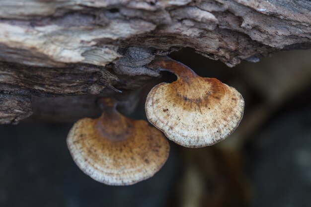 Champignons sur l&#39;arbre