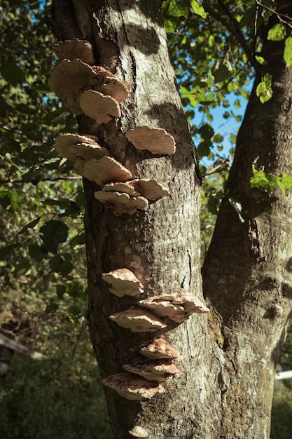 Les champignons d'arbre
