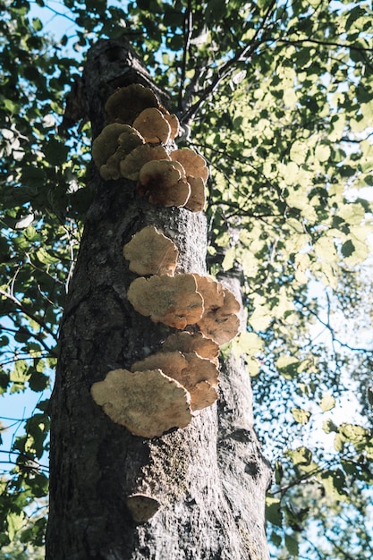 Les champignons d'arbre