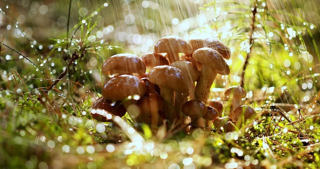 Champignons Armillaria d'agaric de miel Dans une forêt ensoleillée sous la pluie. Les champignons du miel sont considérés en Ukraine, en Russie, en Pologne, en Allemagne et dans d'autres pays européens comme l'un des meilleurs champignons sauvages.