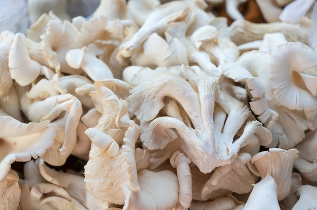 Champignons au marché aux légumes