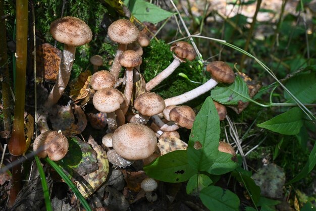 Champignons au miel