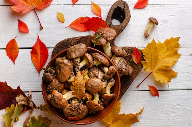 Champignons d'automne comestibles.