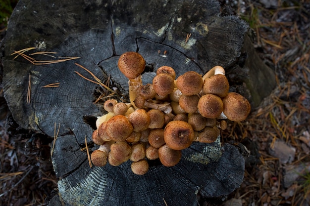 Champignons d'automne. Cueillette de champignons dans la forêt sauvage. Champignons au miel sur une souche dans la forêt. Champignons au miel Dans la main d'un cueilleur de champignons. Une famille d'agarics au miel.