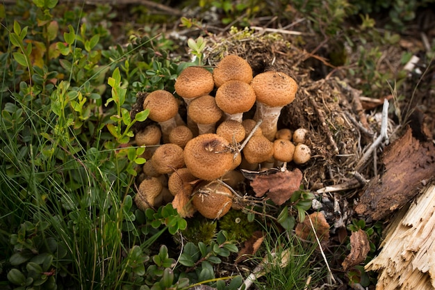 Champignons d'automne. Cueillette de champignons dans la forêt sauvage. Champignons au miel sur une souche dans la forêt. Champignons au miel Dans la main d'un cueilleur de champignons. Une famille d'agarics au miel.