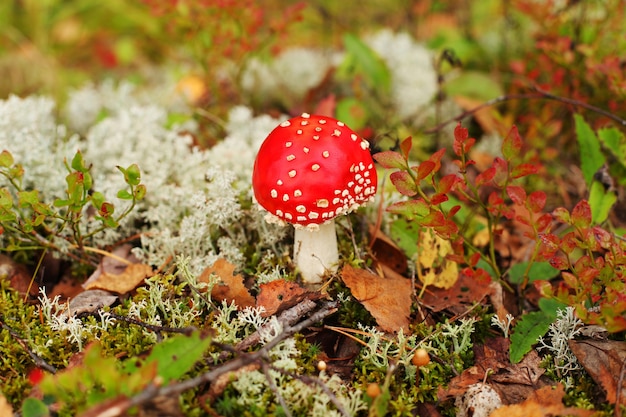 Champignons d'automne en forêt