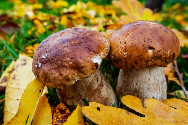 Champignons en automne