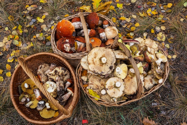 Photo champignons en automne