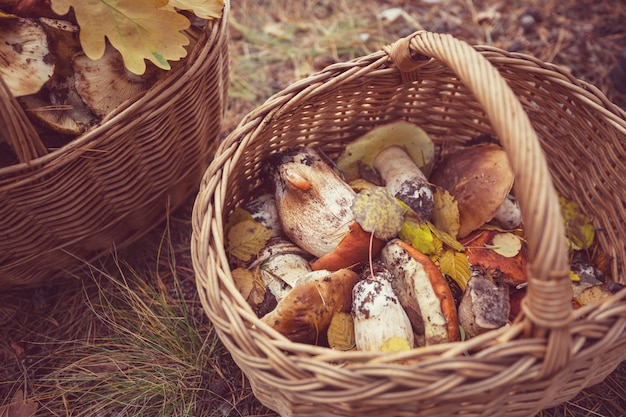 Champignons en automne