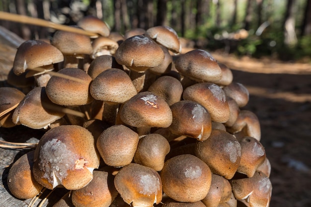 Les champignons d'automne