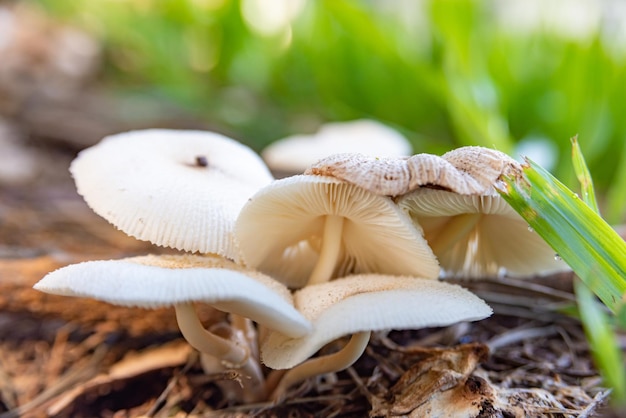 Champignons belle colonie de champignons dans n'importe quel jardin au Brésil lumière naturelle mise au point sélective