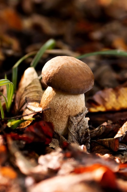 Champignons blancs dans les bois, sur fond de feuilles, soleil éclatant. Bolet. Champignon.