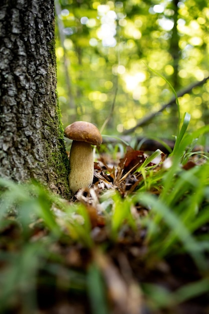 Champignons blancs dans les bois, sur fond de feuilles, soleil éclatant. Bolet. Champignon.