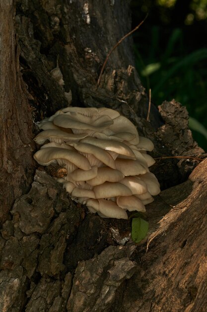 Des champignons blancs émergeant d'un arbre brun