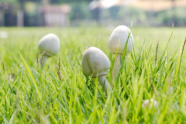 champignons blancs sur l&#39;herbe.