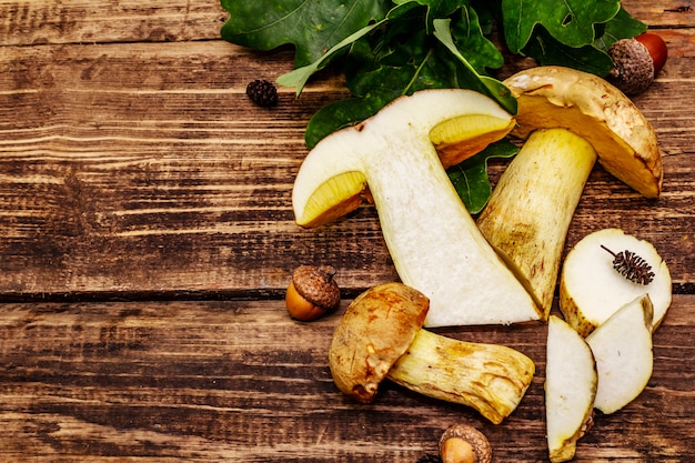 Champignons des bois frais. Cèpes et cèpes gourmands, feuilles de chêne