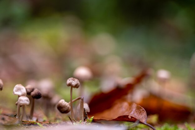 Champignons des bois