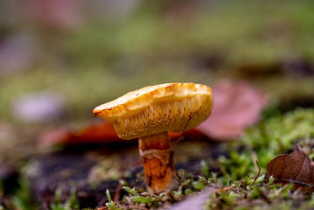 Champignons des bois