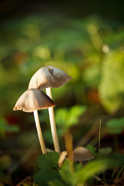 Champignons des bois