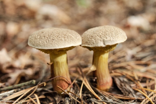 Champignons Bolete Xerocomus sur le sol de la forêt Champignons et plantes sauvages