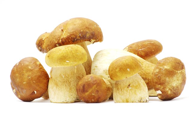 Champignons Boletus edulis sur sur fond blanc