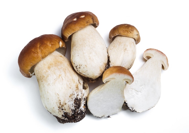 Photo champignons boletus edulis porcini sur fond blanc