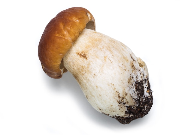 Photo champignons boletus edulis porcini sur fond blanc