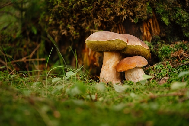 Champignons cèpes dans le concept de forêt verte de nutrition biologique