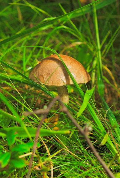 Photo champignons cèpes à proximité. cueillette de champignons dans la forêt de carélie en russie.