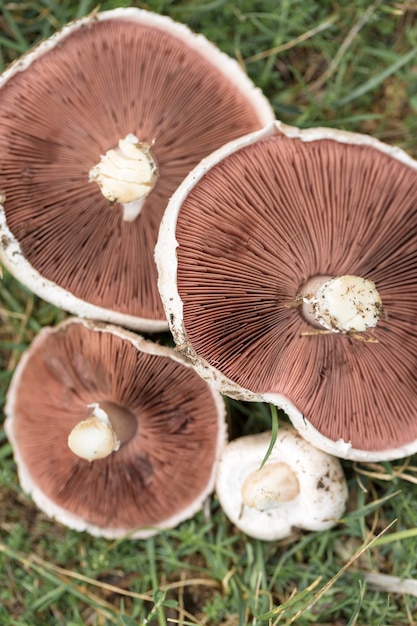 Champignons champignon blancs frais sur fond d'herbe dans les mains d'un ramasseur de champignons.