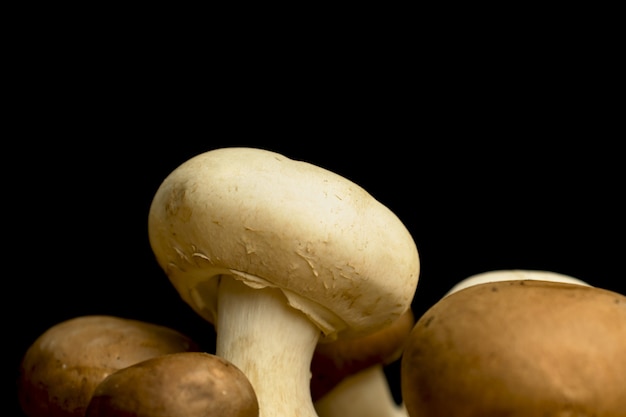 Champignons Champignon sur fond noir vue rapprochée photo