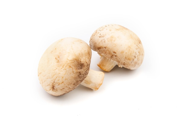 Champignons champignon isolés