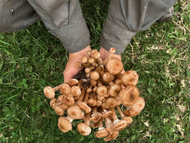 Photo champignons de champignons au miel dans les mains des hommes sur fond d'herbe verte