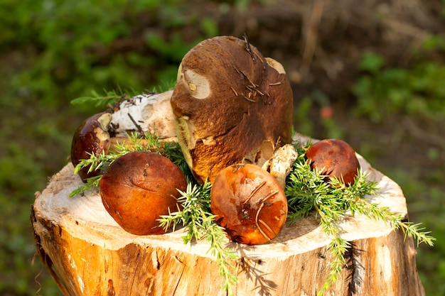 Champignons comestibles de belle forêt sur souche Cèpes frais