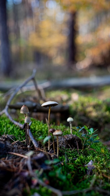 Photo champignons comestibles close up de girolles dans une forêt