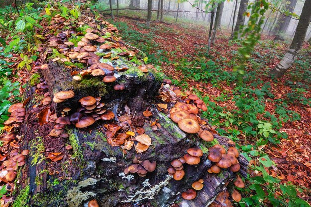 Champignons comestibles dans une forêt d'automne