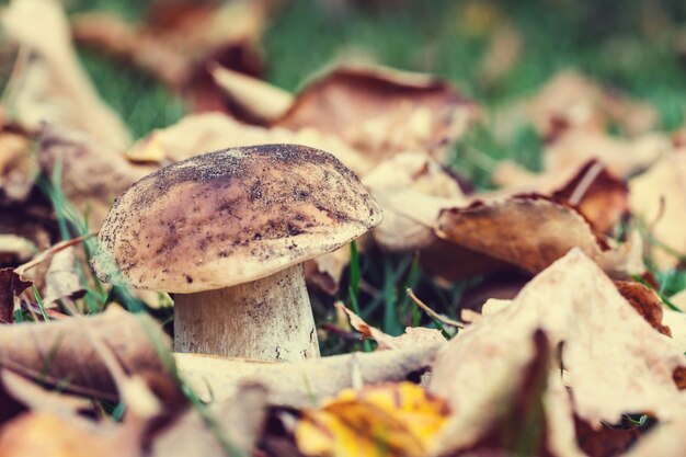 Champignons comestibles dans une forêt d'automne