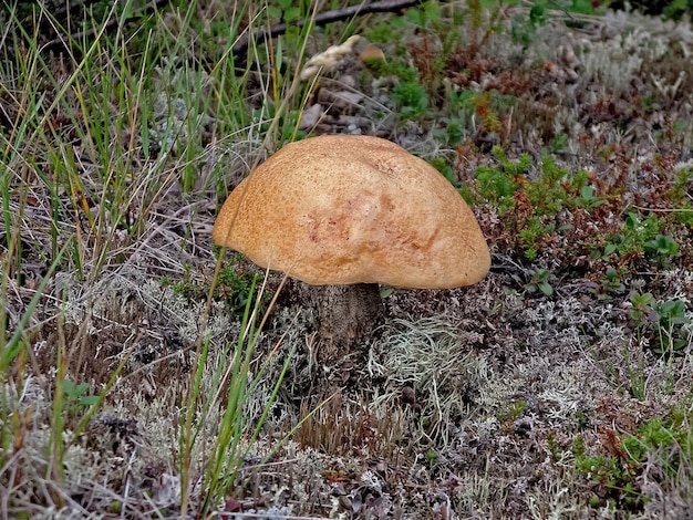 Champignons comestibles dans la litière forestière Champignons dans la forêt