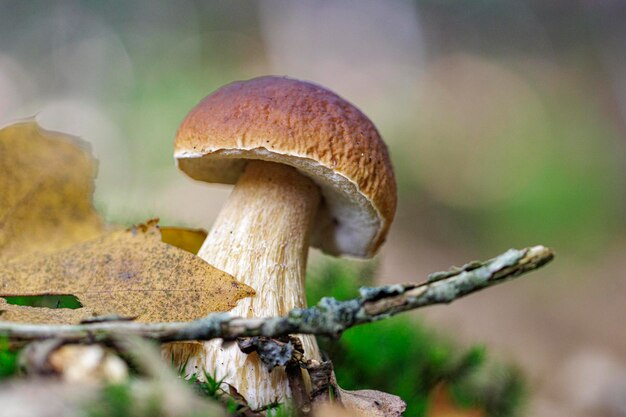 Photo champignons comestibles à eindhoven