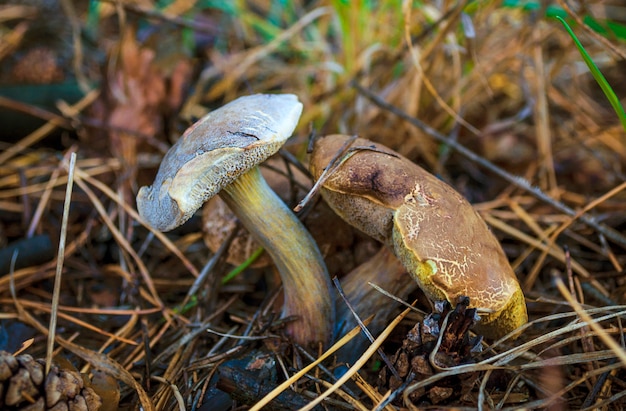 Champignons comestibles forestiers