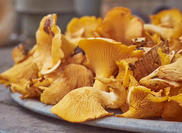 Champignons comestibles de girolles jaunes fraîches.