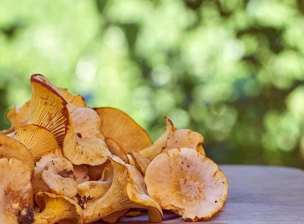 Champignons comestibles de girolles jaunes fraîches.