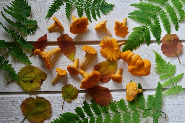 Champignons comestibles jaune chanterelle avec fougère verte sur fond de bois naturel