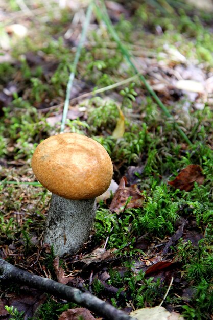 Champignons comestibles poussant dans une forêt en automne