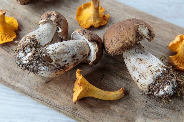 Champignons comestibles