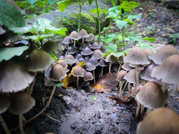 Photo champignons coprinellus disseminatus ou encre de fée en forêt