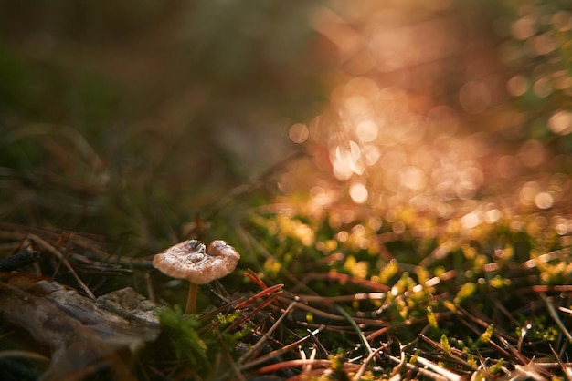 Champignons dans les bois Gros plan macro de champignons frais brillant dans les rayons du soleil